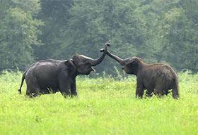1. Coorg: Backwaters, Forests & Outdoor Experiences