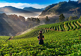 Munnar: Tea Estates, Waterfalls & Hill Activities