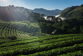 Chikmagalur: Coffee Estates, Hills & Adventure