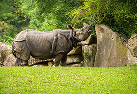 Kaziranga Begins Its 2026 – 27 Wildlife Tourism Season