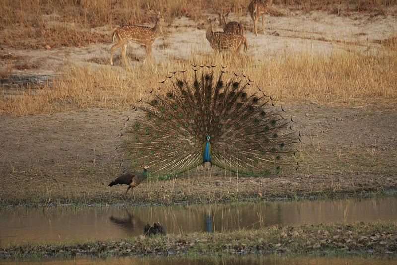 Bandhavgarh National Park
