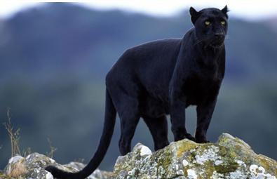 wildlife sanctuary in karnataka