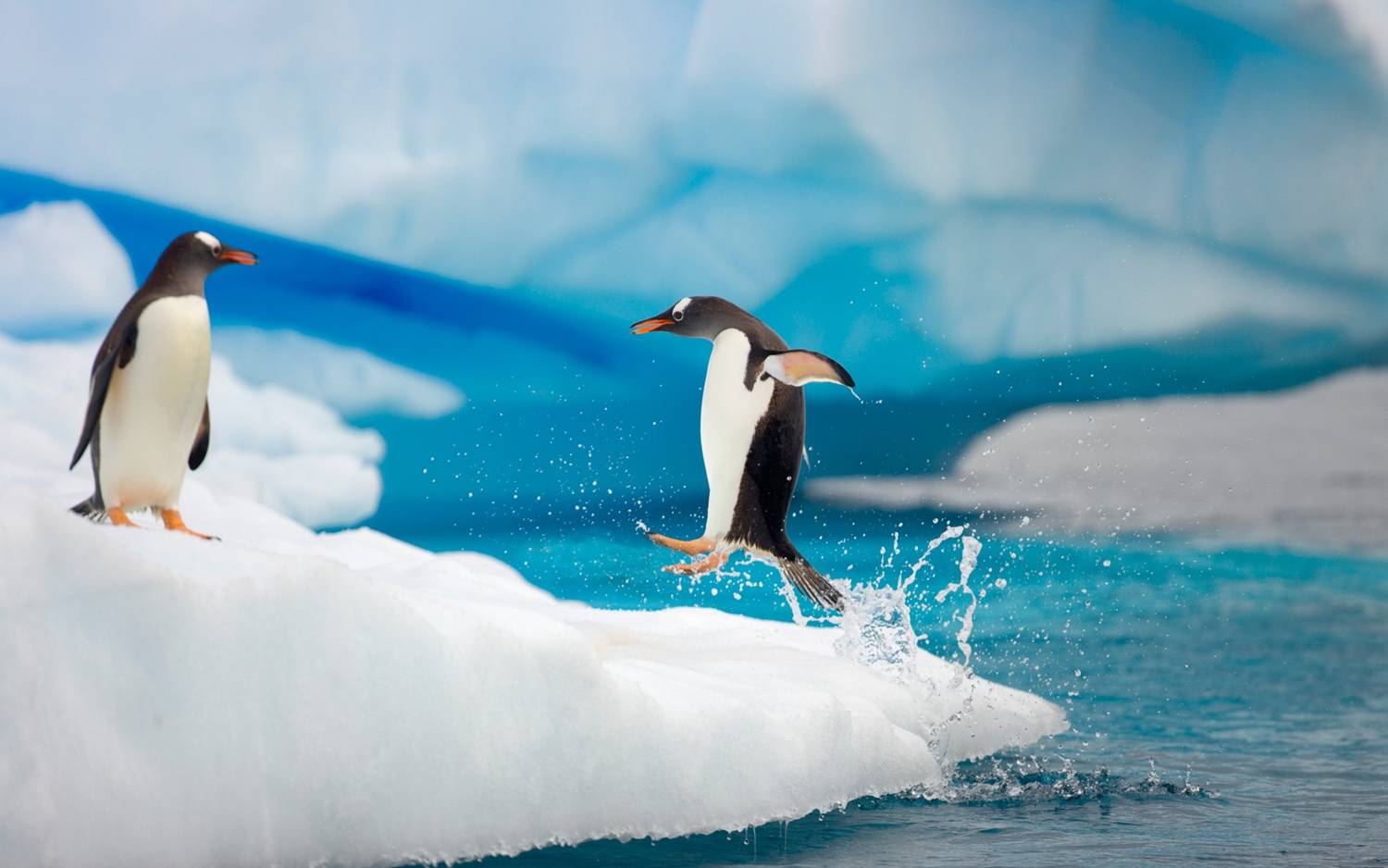 antarctica