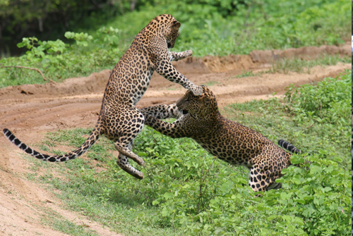 Wasgamuwa National Park