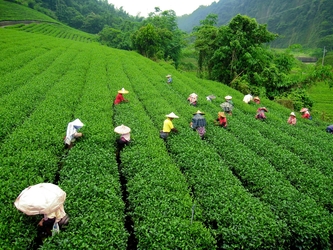 darjeeling