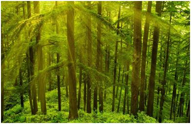 Places in Shimla