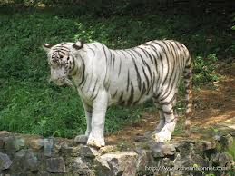 Vandalur Zoo