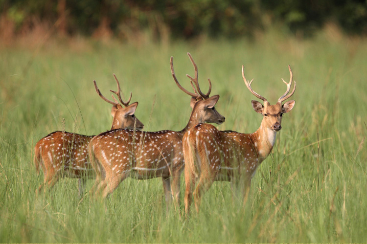 Jim Corbett National Park