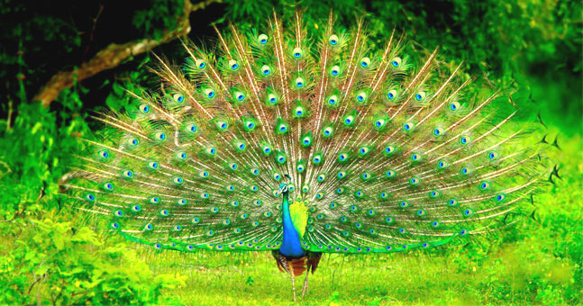 Best Wildlife National Parks In Sri Lanka