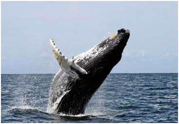 wildlife india tourist spot