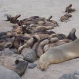 Concern over decline of world\\\'s rarest sea lion