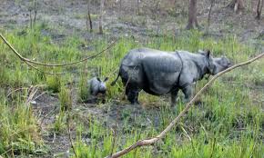Rhino killed in Assam, two poachers gunned down