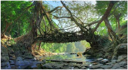 Visit Mawlynnong