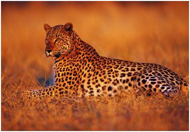 wildlife sanctuary in karnataka