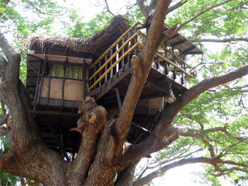 tree