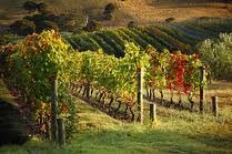 wine
