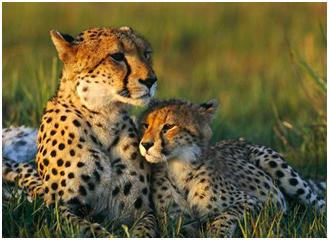 wildlife india tourist spot