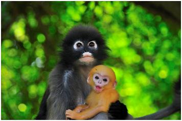 wildlife india tourist spot