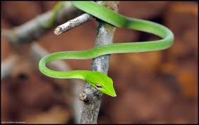 Agumbe