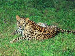 Bandipur National Park