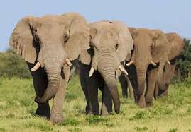 Elephants recognise enemies from their sounds