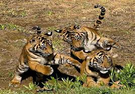 Bihar developing India\\\'s biggest grassland for tigers