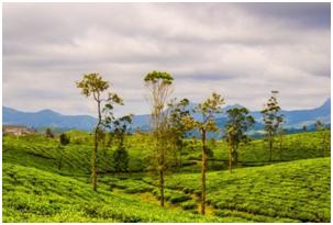 valparai