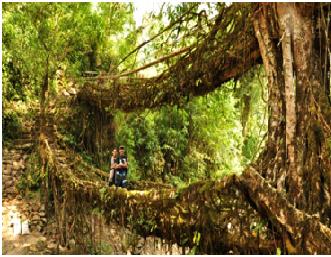Living Root Bridge/ Double Decker Root Bridge Cherrapunji