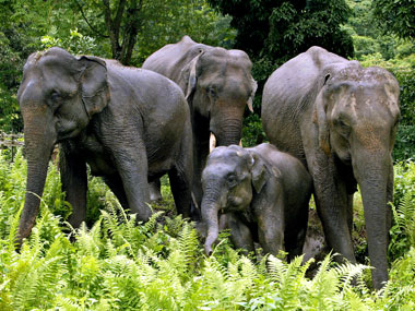 Kaziranga National Park