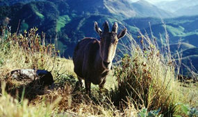 Famous Trekking Spots in South India