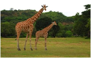 wildlife india tourist spot