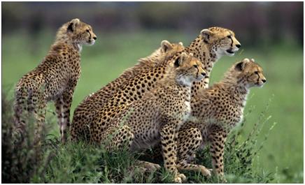 wildlife sanctuary in karnataka