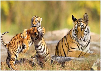 wildlife sanctuary in karnataka