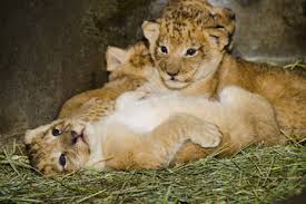 Copenhagen Zoo kills four healthy lions