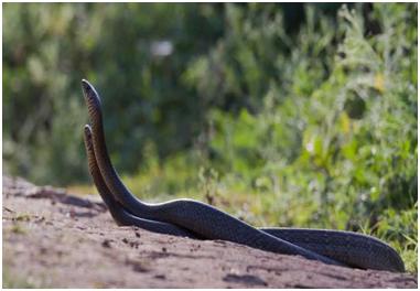 wildlife sanctuary in karnataka