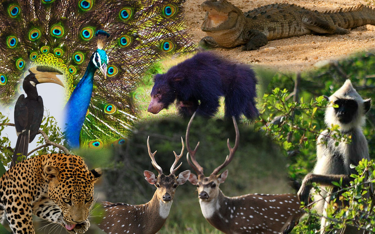 Wilpattu National Park