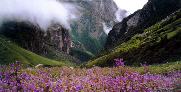 valley of flowers uttarakhand