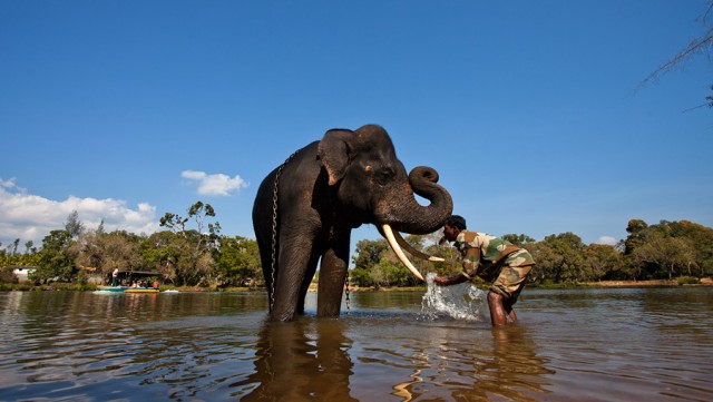 Dubare Elephant Camp