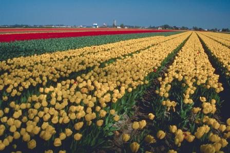 Top 5 Places To Visit In Netherlands