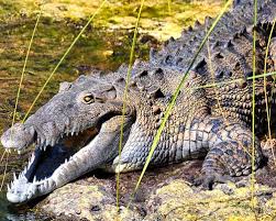 This crocodile roamed earth with dinosaurs