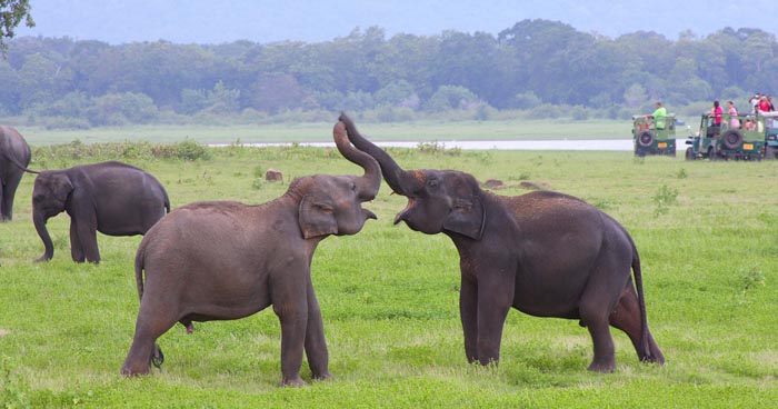 uda walawe national park