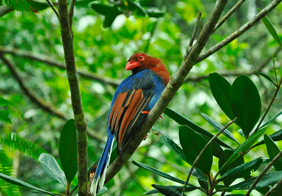 Sinharaja Forest Reserve