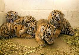 Four tiger cubs born in Patna zoo