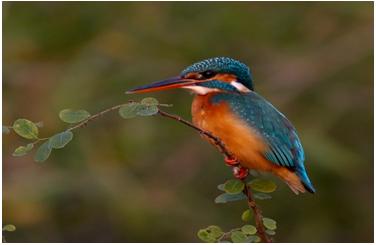 wildlife sanctuary in karnataka