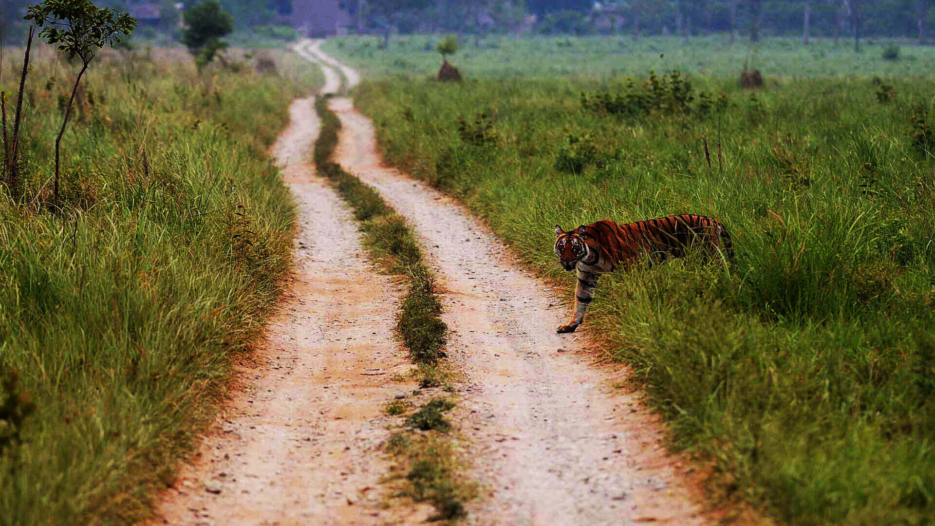 Jim Corbett National Park - A Refreshing Travel Getaway