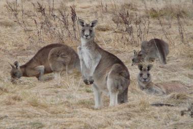 Australias Plants & Animals