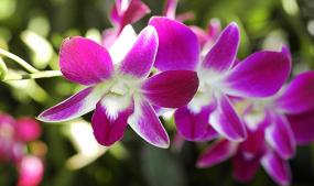 Singapore Botanic Gardens 