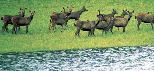 Bandipur National Park , Karnataka 
