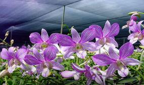 Orchidville 