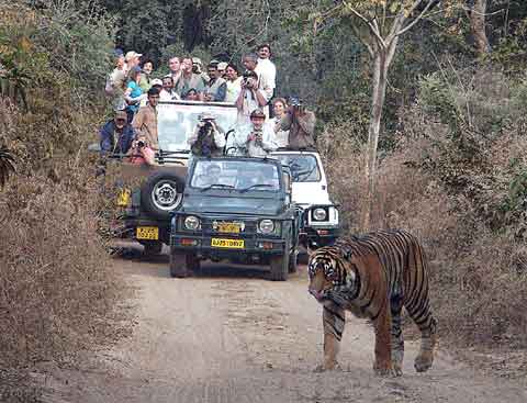 Ranthambore National Park , Ranthambore 